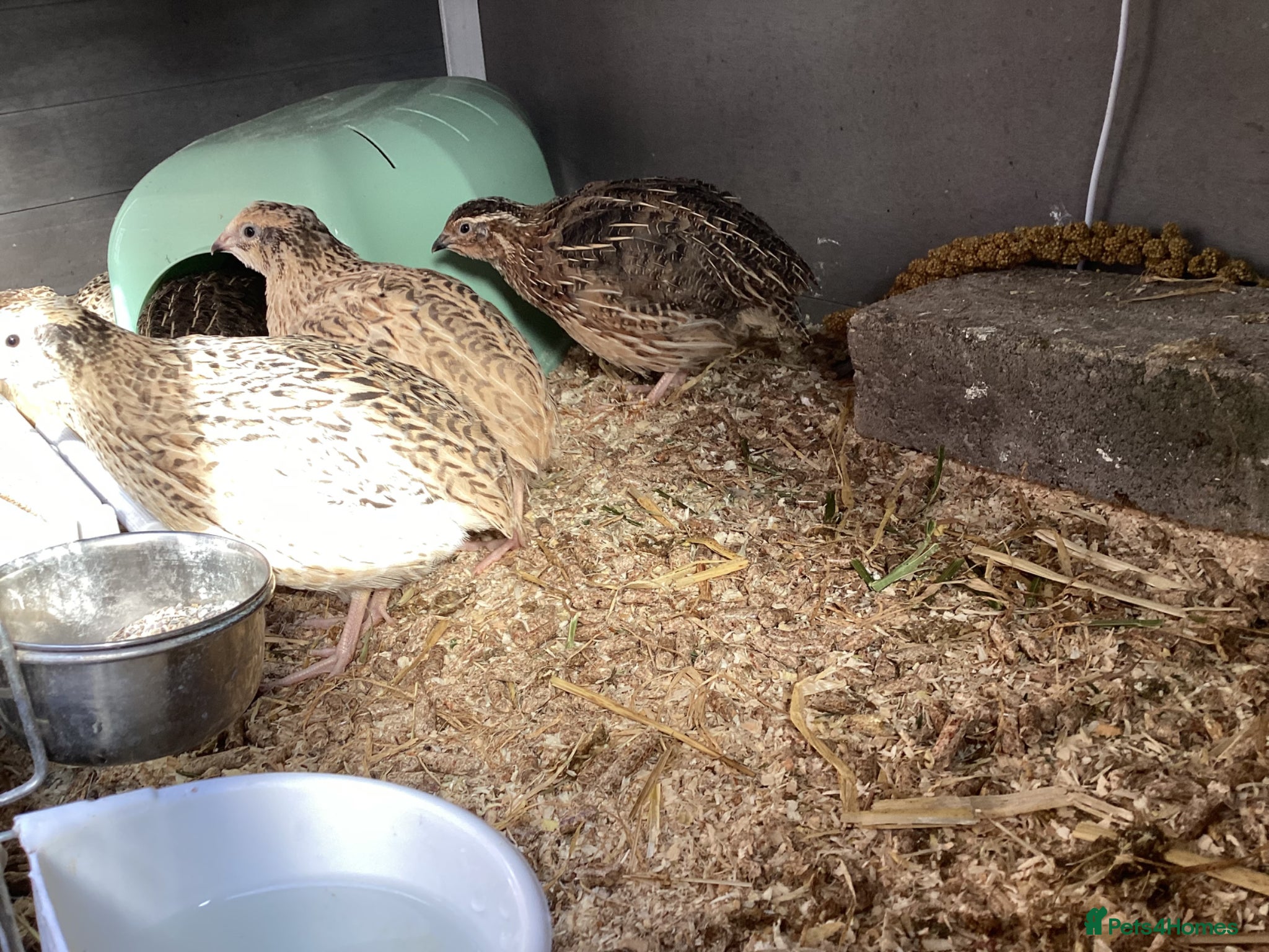 Quail poultry  COTURNIX QUAIL(2 GROUPS ALSO AVAILABLE) - Advert 7