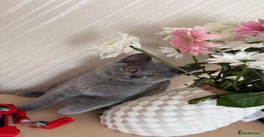 British Shorthair cats in Bristol - Advert 4