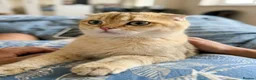 Scottish Fold cats for sale: Scottish Fold cuddlies - Advert 8