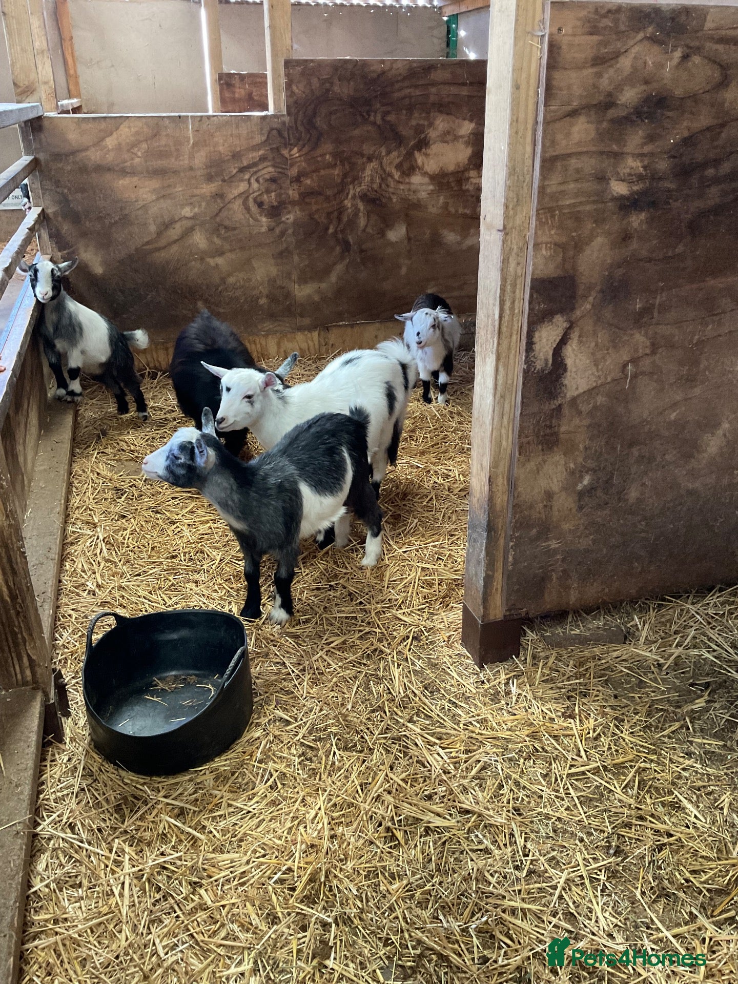 Goats livestock Pygmy kids for sale. Females and castrated males  - Advert 2