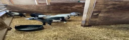 Goats livestock for sale: Pygmy kids for sale. Females and castrated males  - Advert 2