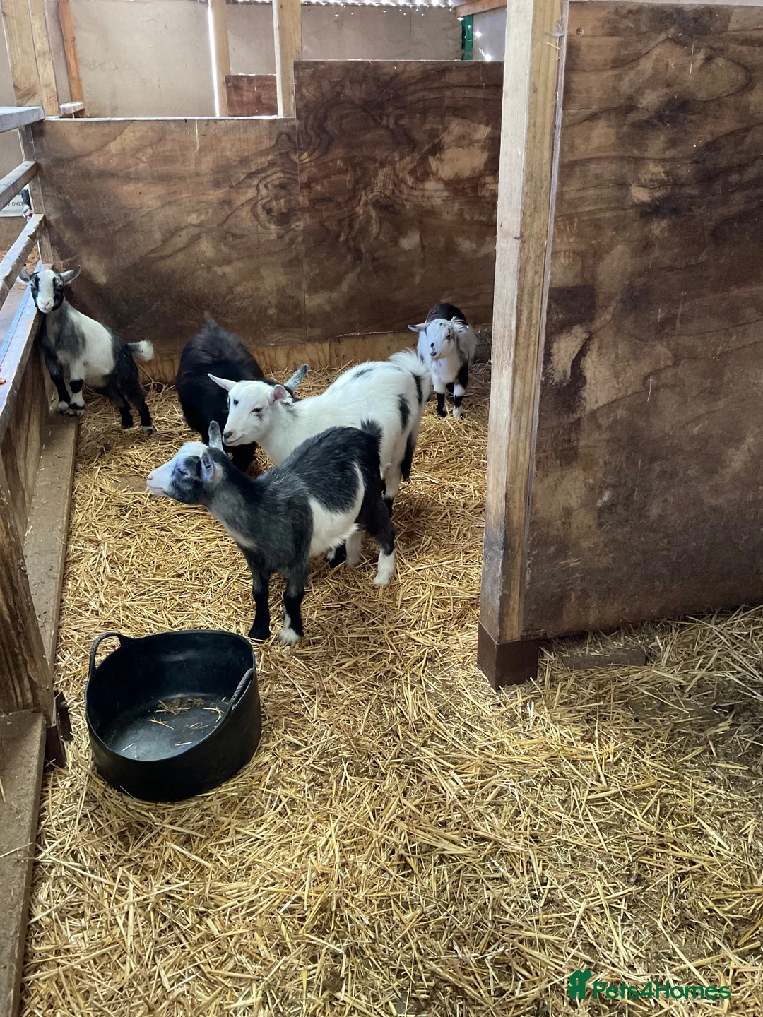 Goats livestock for sale: Pygmy kids for sale. Females and castrated males  - Advert 2