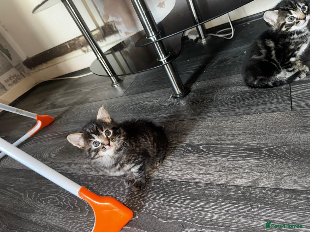 Mixed Breed cats for sale: 2 male 2 female beautiful kittens - Advert 3