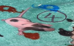 Rat rodents for sale: Babies rats (waiting list) in Honiton - Image 11
