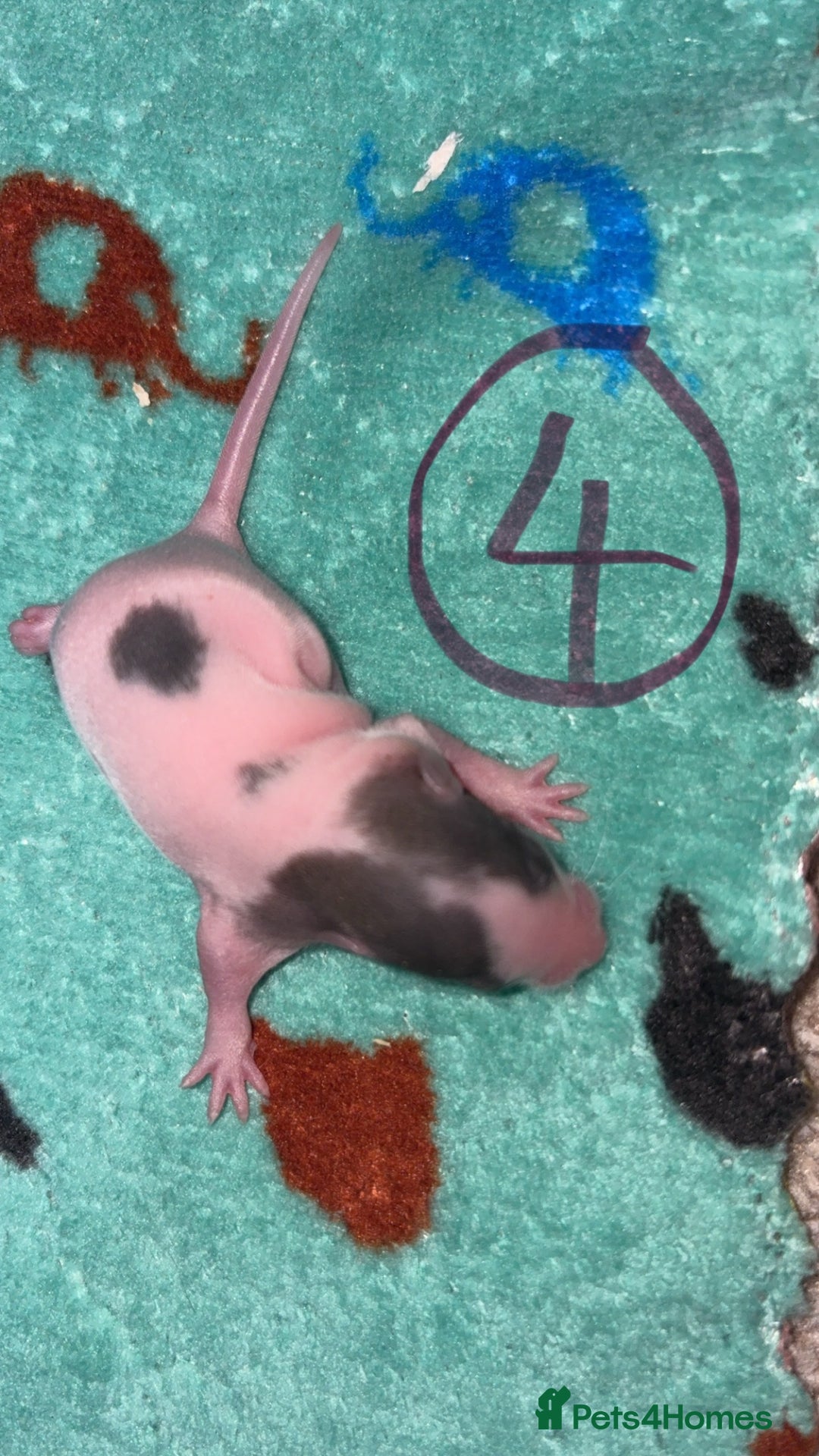 Rat rodents for sale: Babies rats (waiting list) in Honiton - Image 11