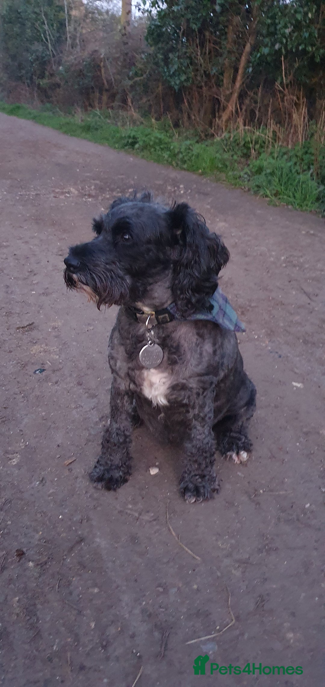 Mixed Breed dogs for sale: SCHNOODLE PUPPIES  - Image 9