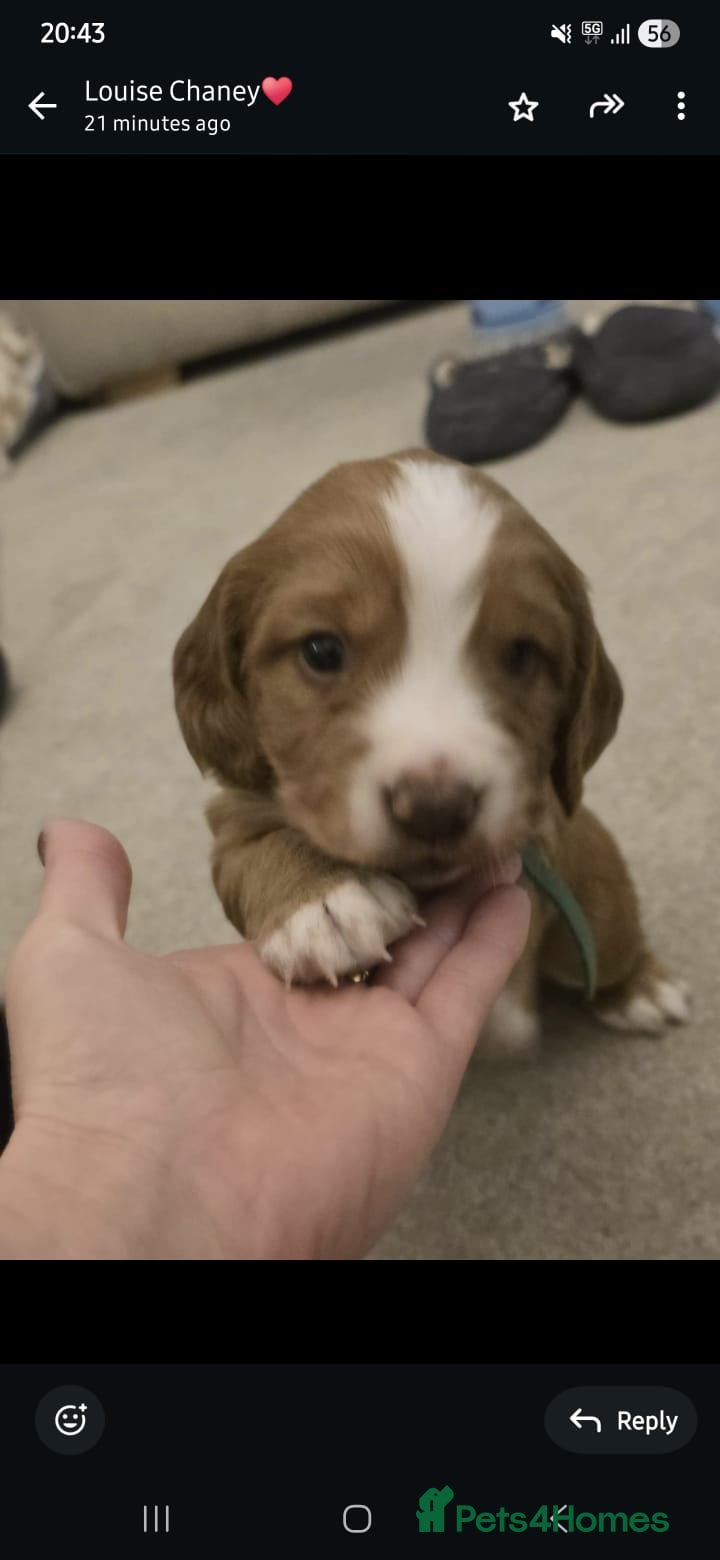 Cocker Spaniel dogs Working cocker spaniel males  - Advert 1