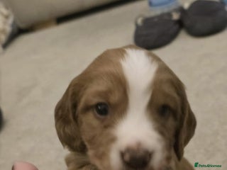 Cocker Spaniel dogs Working cocker spaniel males - Advert 1