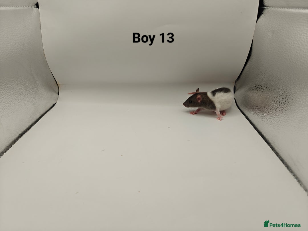 Rat rodents for sale: JAN: 27 Rats (21 Rats: 10 Boys & 11 Girls Left) - Advert 14