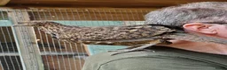 Mixed Breed birds for sale: Temminck's Tragopans Males and Females pheasant - Advert 12