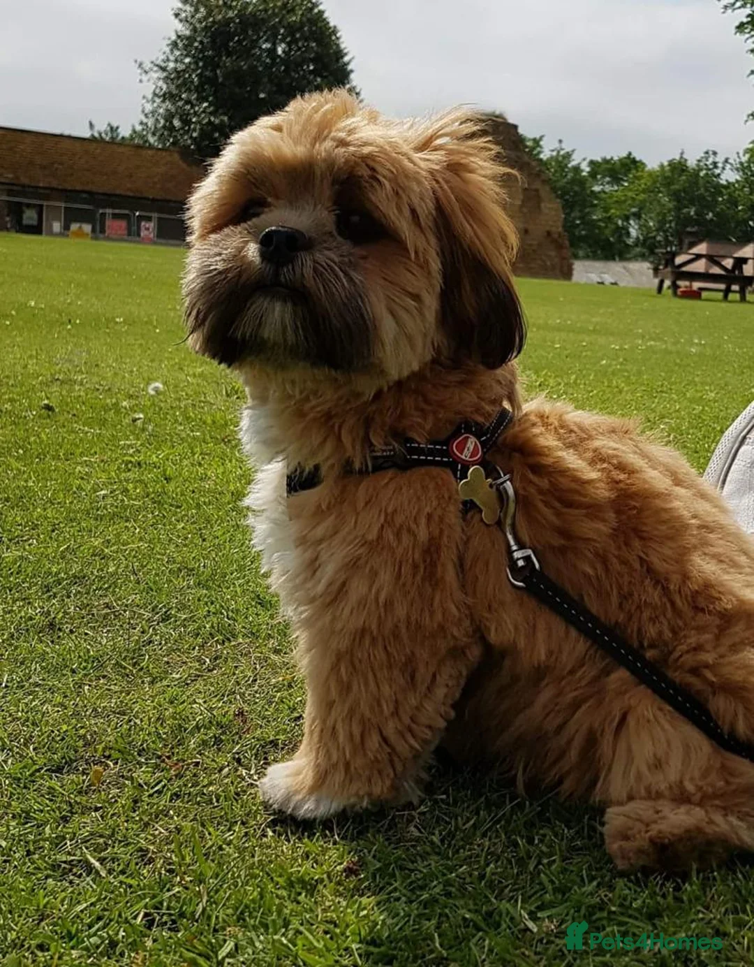 Lhasa Apso dogs for stud: Gorgeous proven KC registered Cooper for **stud** in Pontefract - Advert 12