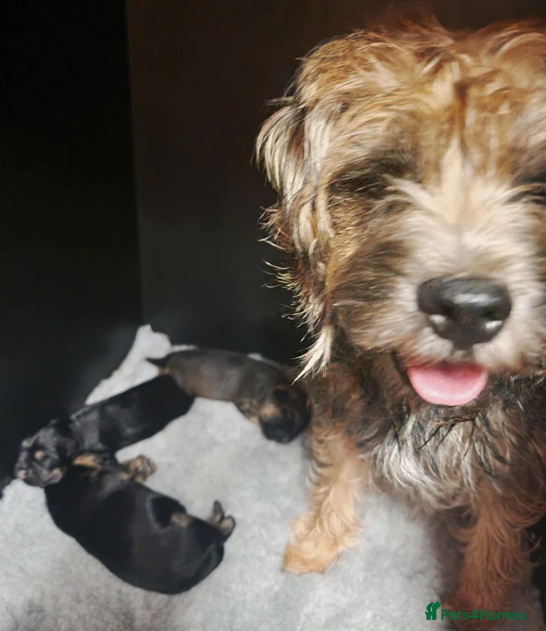 Border Terrier dogs for sale: Summer puppies  - Advert 1