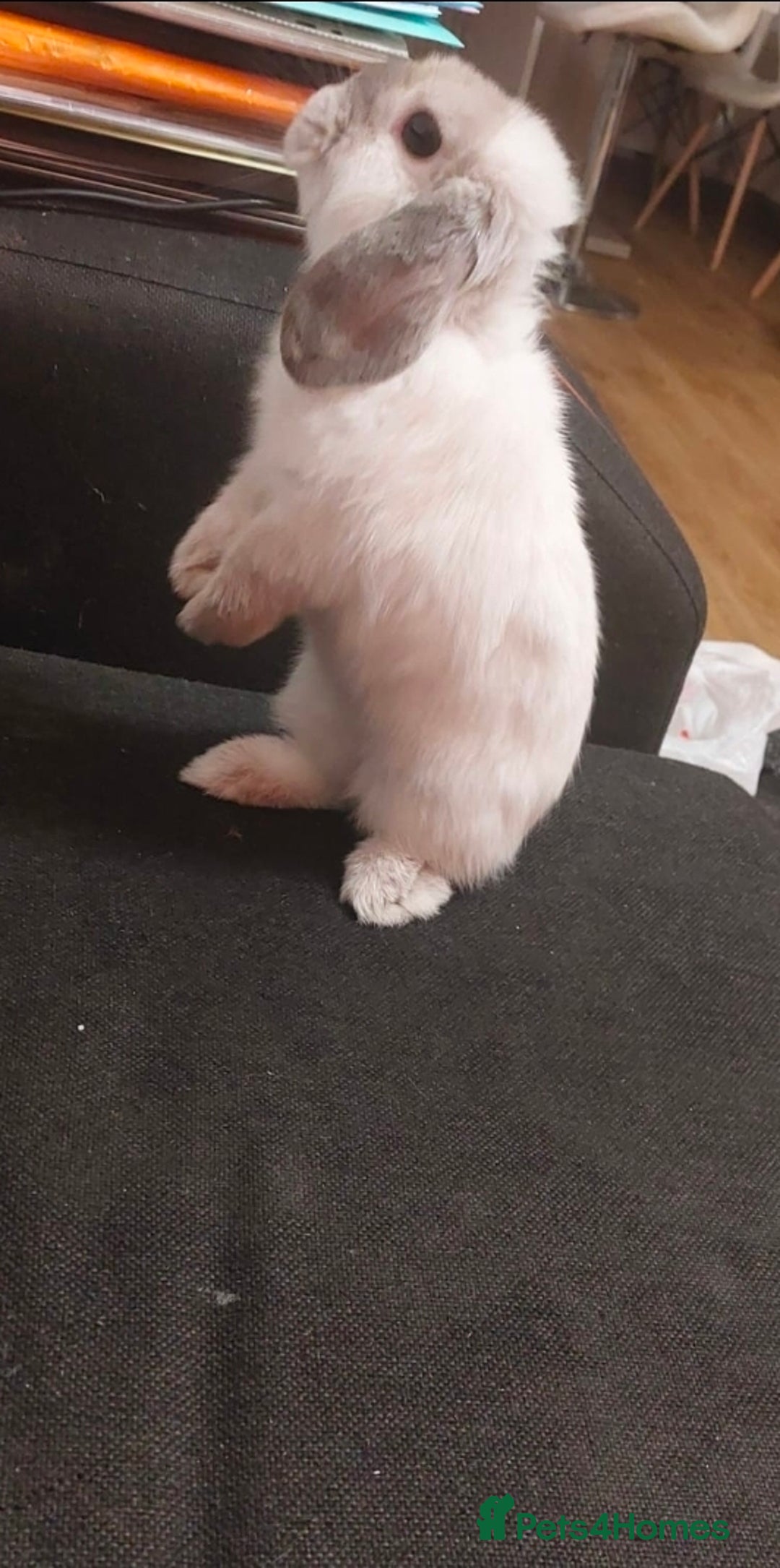 Dwarf Lop rabbits for sale: Beautiful litter of baby rabbits dwarf lop - Advert 5