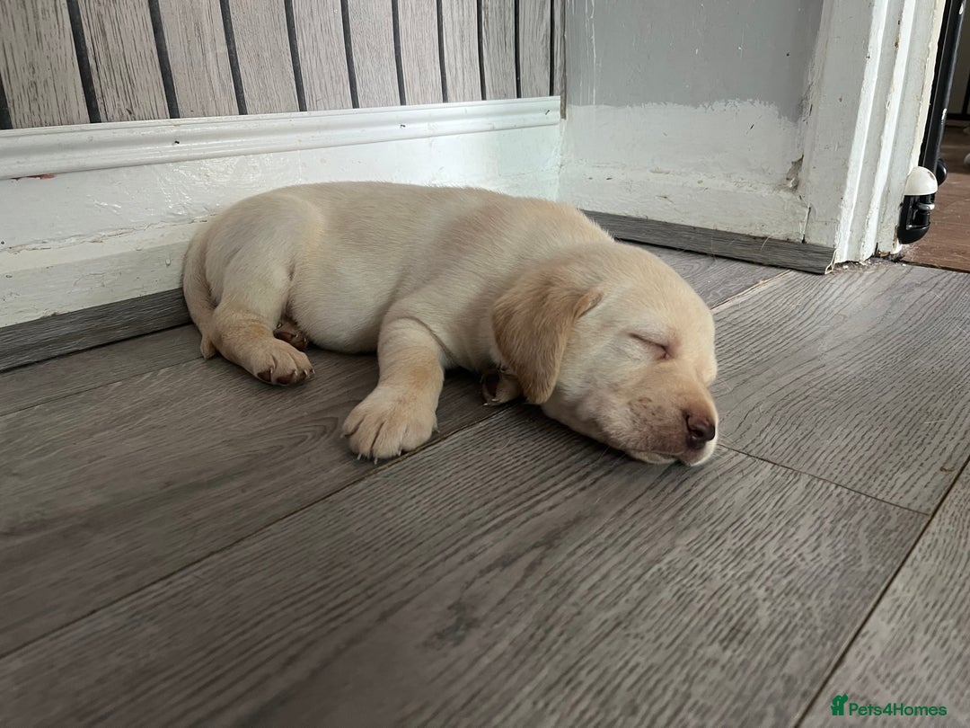 Labrador Retriever dogs for sale: 8 super Labrador pups 4 girls 4 boys**NEW PHOTOS** - Image 8