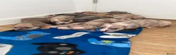 American Bully dogs for sale: 4 pups left ready to leave now - Advert 7