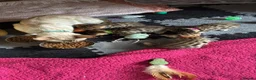 Bengal cats for sale: Stunning Bengal Kittens  - Advert 2