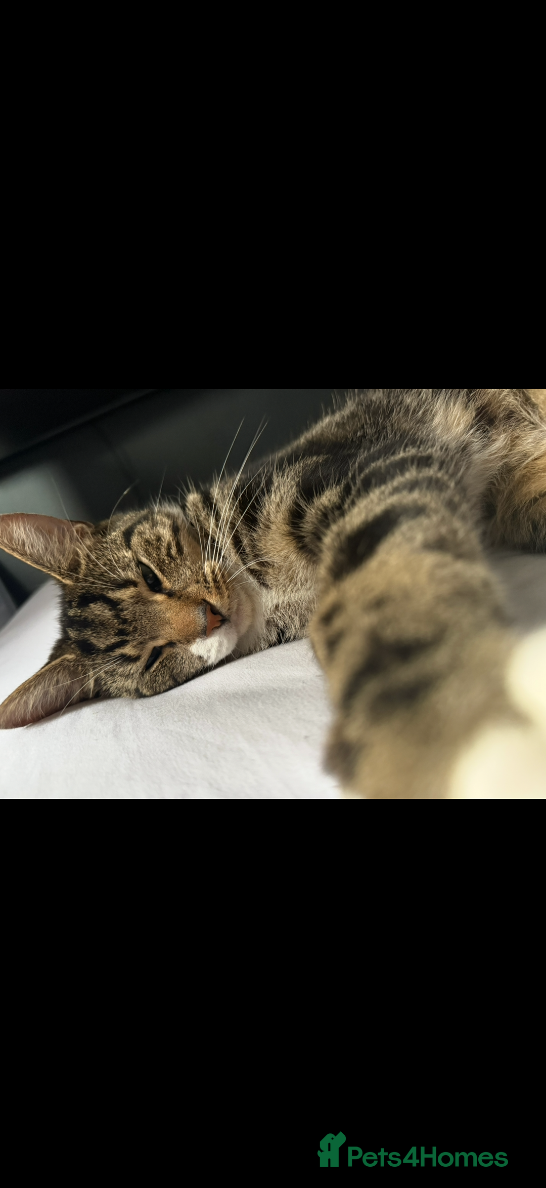 Domestic Shorthair cats for sale: Bailey - Advert 2