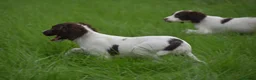 English Springer Spaniel dogs for sale: Working English springer spaniels  - Advert 34
