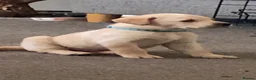 Labrador Retriever dogs for sale: Labrador puppies - Advert 4