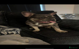 French Bulldog dogs for sale: French bulldog  - Image 9