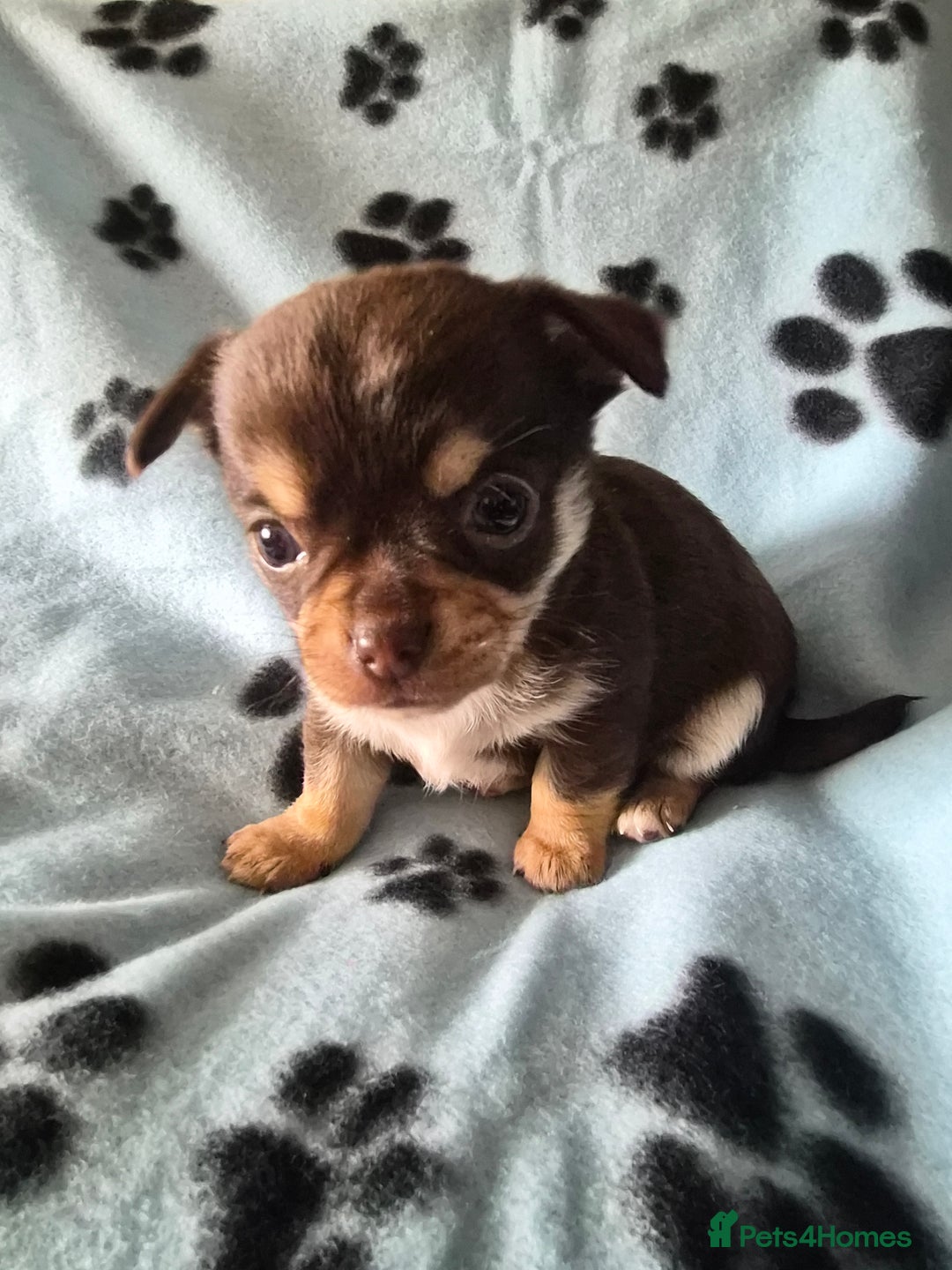 Chihuahua dogs for sale: Chihuahua puppies - Advert 6