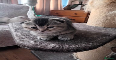 Scottish Fold cats - Advert 13