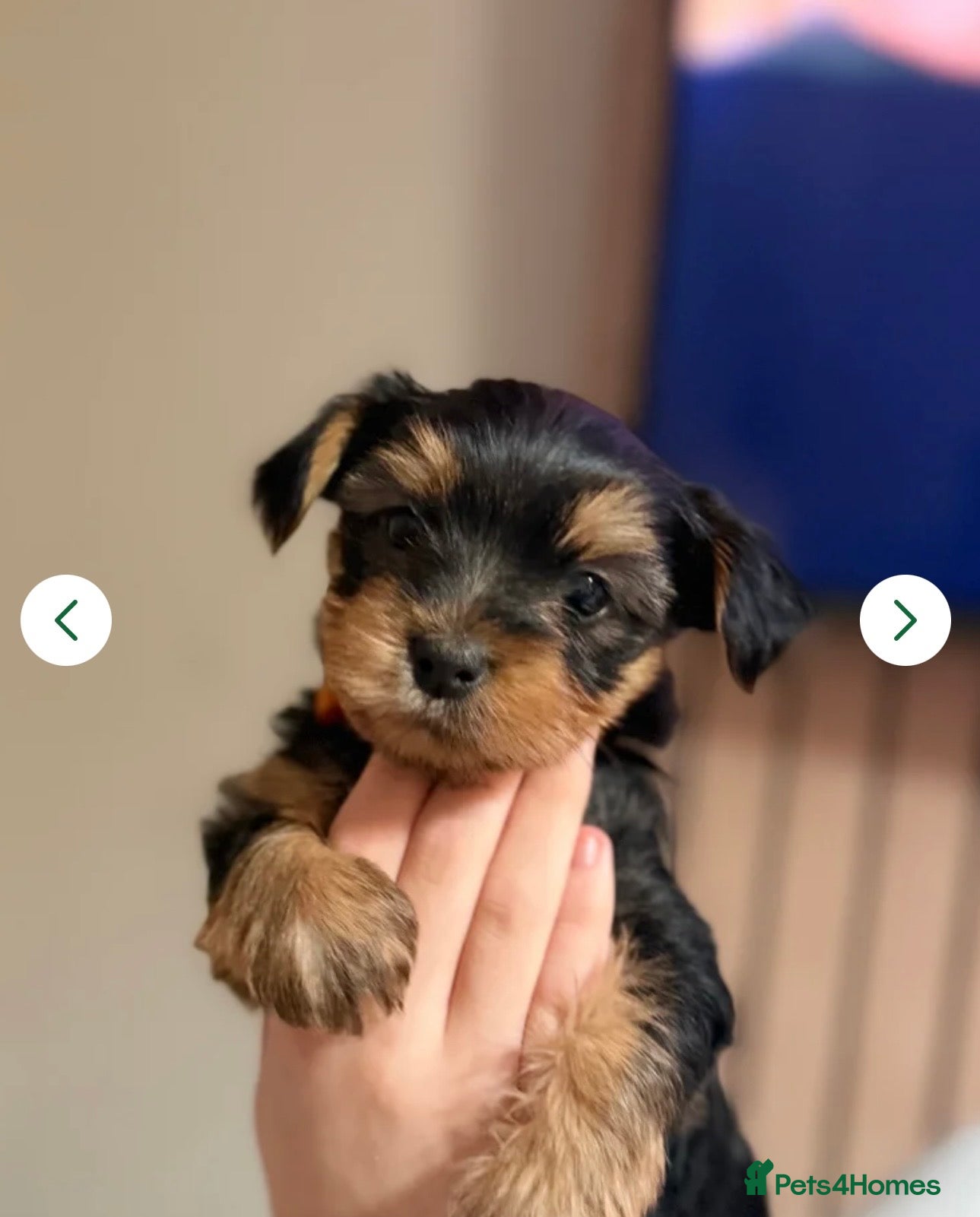 Yorkshire Terrier dogs Yorkshire terrier puppies 2 boys left ready to go  - Advert 9