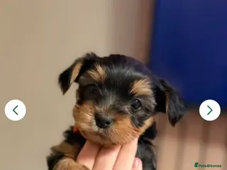 Yorkshire Terrier dogs Yorkshire terrier puppies 2 boys left ready to go - Advert 9