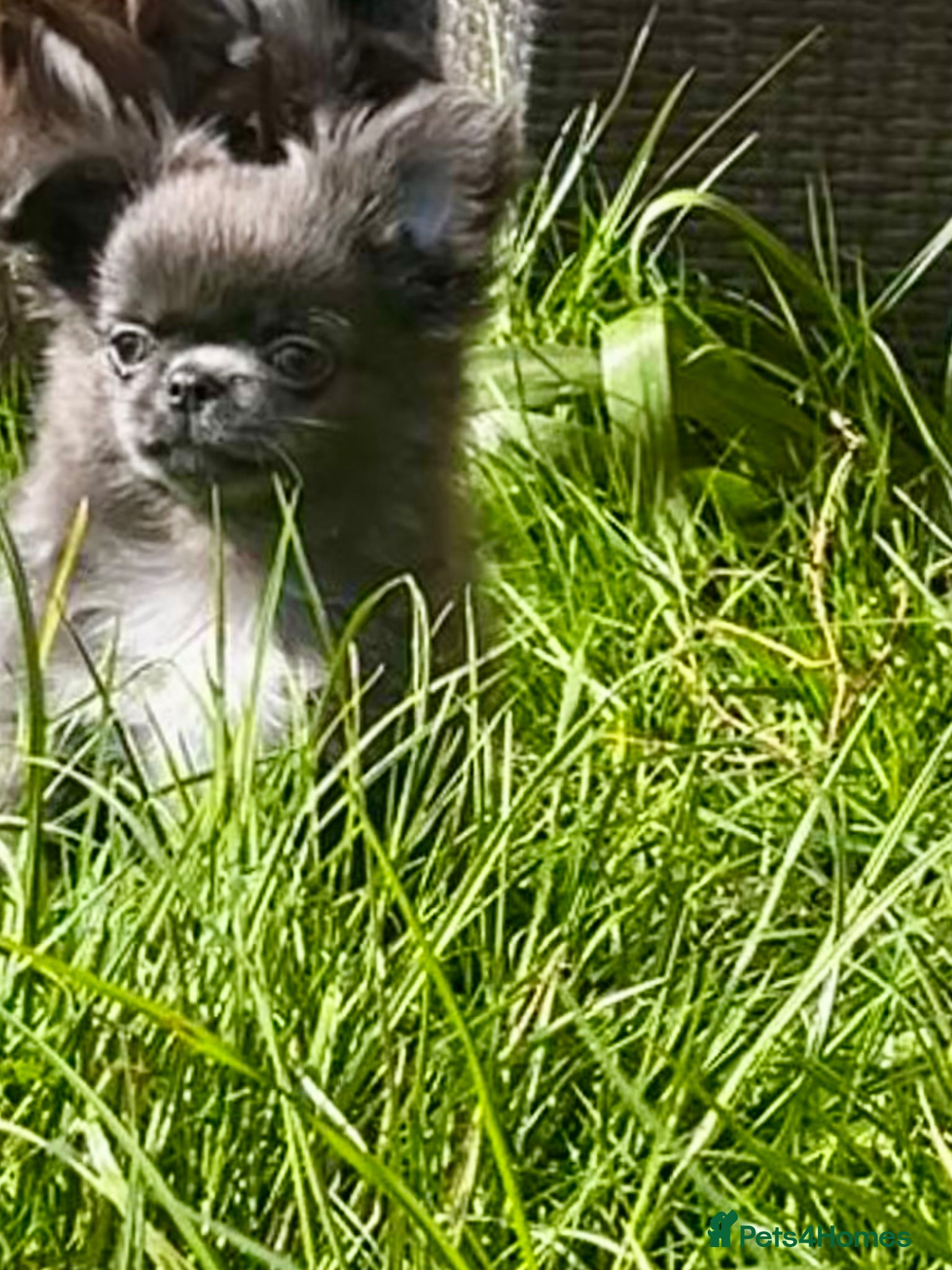 Chihuahua dogs One adorable boy available - Advert 6