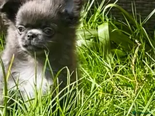 Chihuahua dogs One adorable boy available - Advert 6