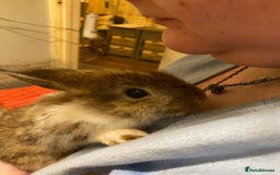 Netherland Dwarf rabbits for sale: Netherland Dwarf / Minilop  - Image 1