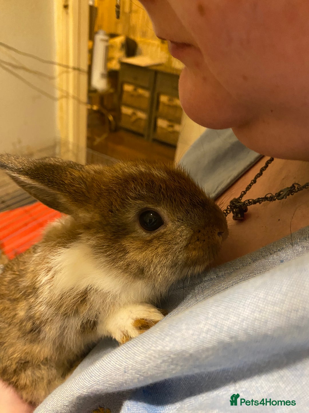 Netherland Dwarf rabbits for sale: Netherland Dwarf / Minilop  - Image 1