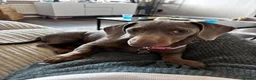 Miniature Dachshund dogs for sale: Dolly the dauschund - Advert 2