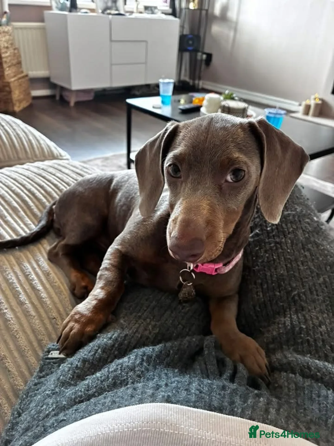 Miniature Dachshund dogs for sale: Dolly the dauschund - Advert 2