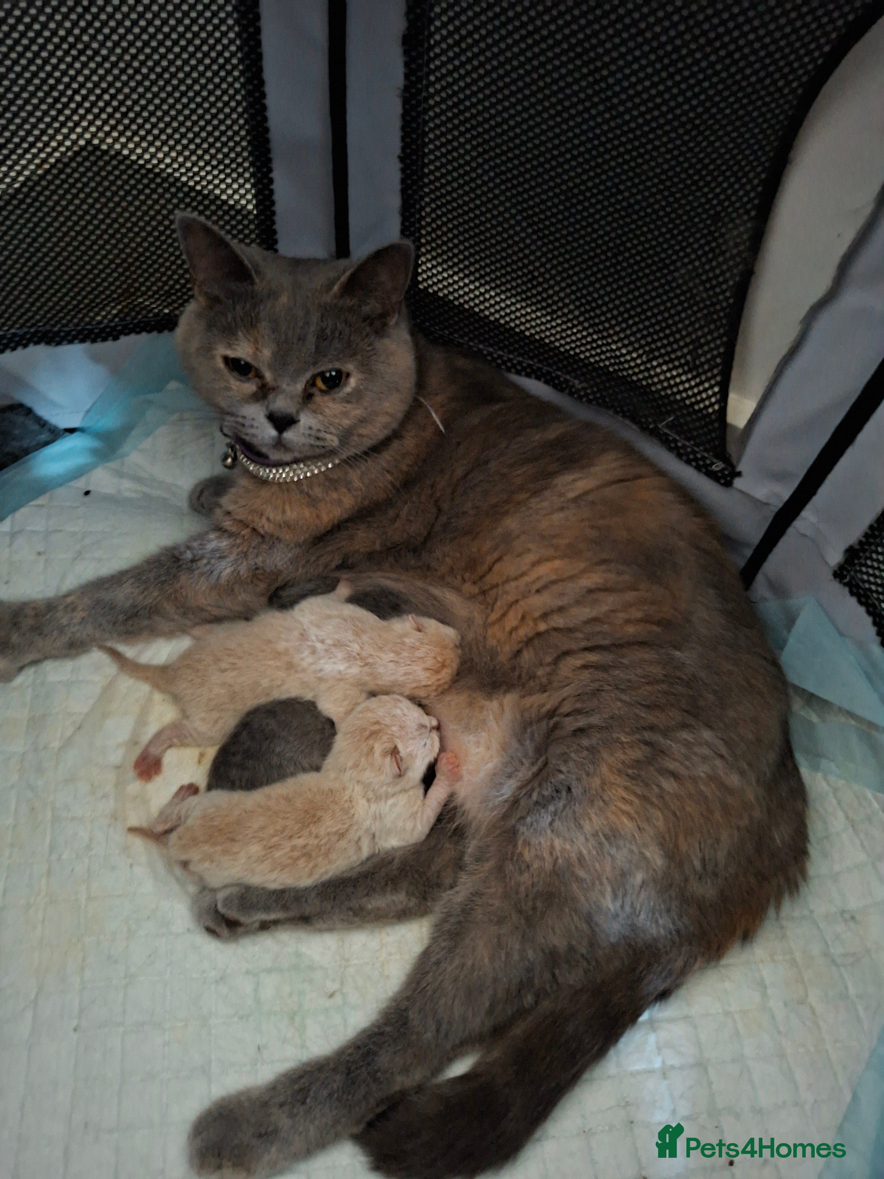British Shorthair cats 🩷 Outstanding Chunky GCCF Pedigree BSH 💙 - Advert 2