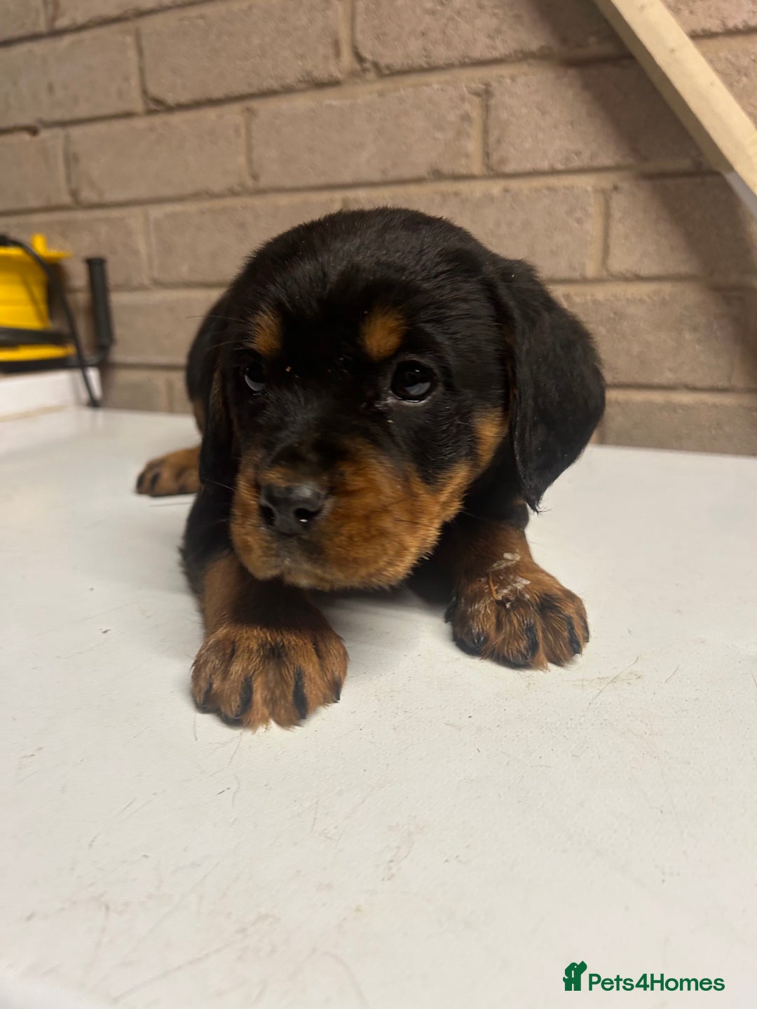 Mixed Breed dogs for sale: Cocker spaniel/Rottweiler  - Advert 9