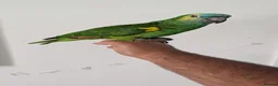 Budgerigars birds for sale: Exceptional Talking Green Parrot 100 Word  Friendl - Advert 2