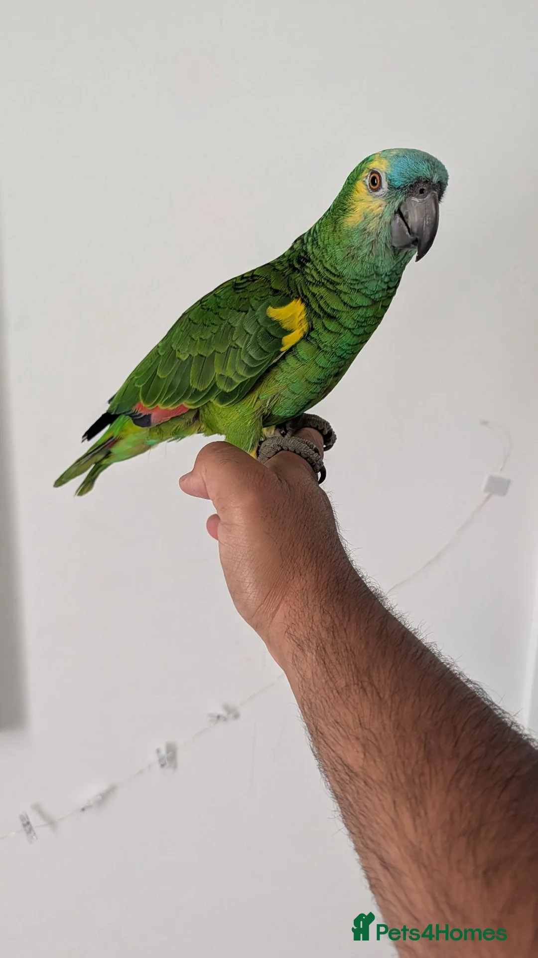 Budgerigars birds for sale: Exceptional Talking Green Parrot 100 Word  Friendl - Advert 2