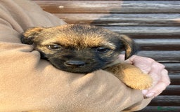 Border Terrier dogs for sale: Pure border terrier puppies  - Advert 20