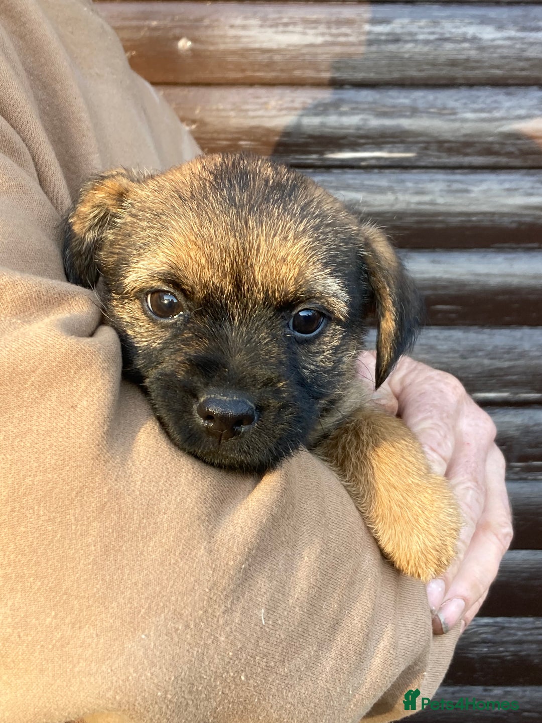 Border Terrier dogs for sale: Pure border terrier puppies  - Advert 20