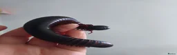 Millipedes invertebrates for sale: Giant African Milipede with Enclosure - Advert 2