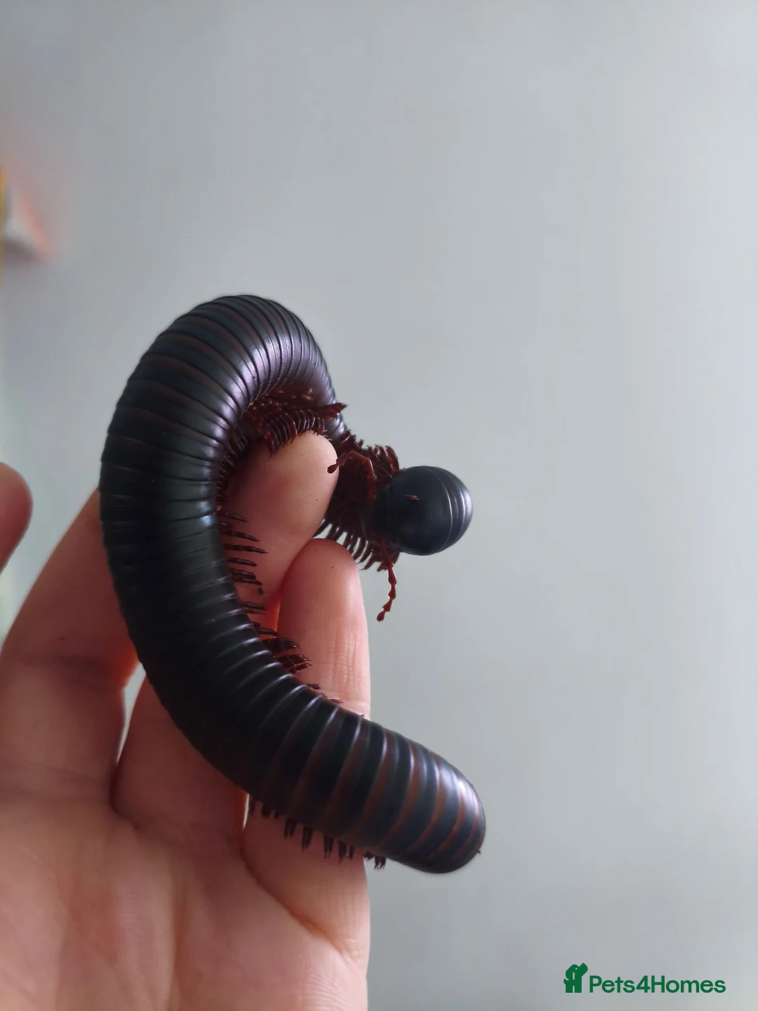 Millipedes invertebrates for sale: Giant African Milipede with Enclosure - Advert 2