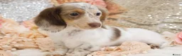 Miniature Dachshund dogs for sale: KC Longhair Miniature Dachshund Puppies - Advert 9