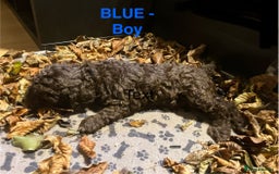 Lagotto Romagnolo dogs for sale: Stunning Litter of Pedigree Lagotto Romagnolo Pups - Image 15