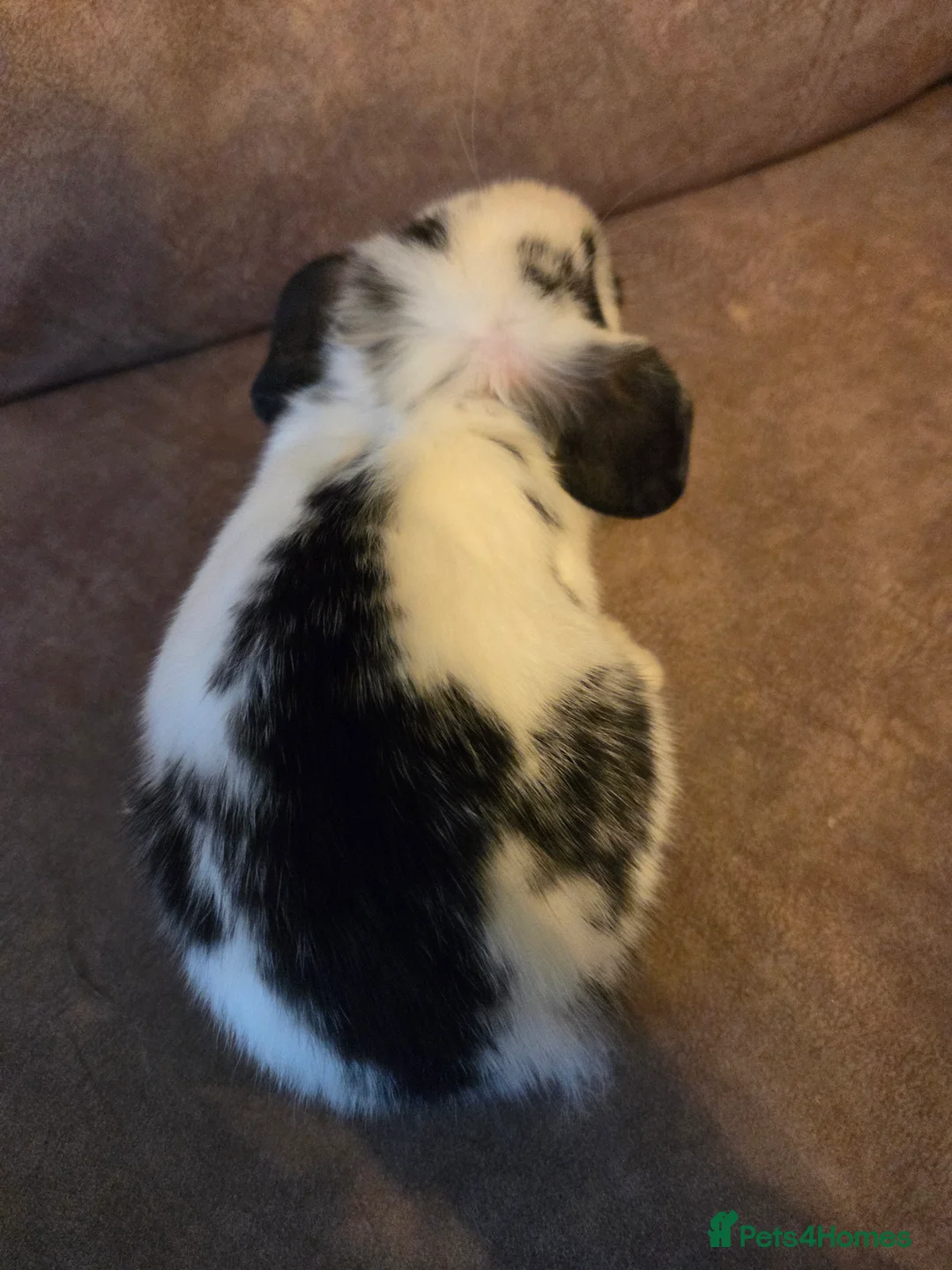 Mini Lop rabbits for sale: 9 week old mini lop buck  Silly tame  - Advert 9