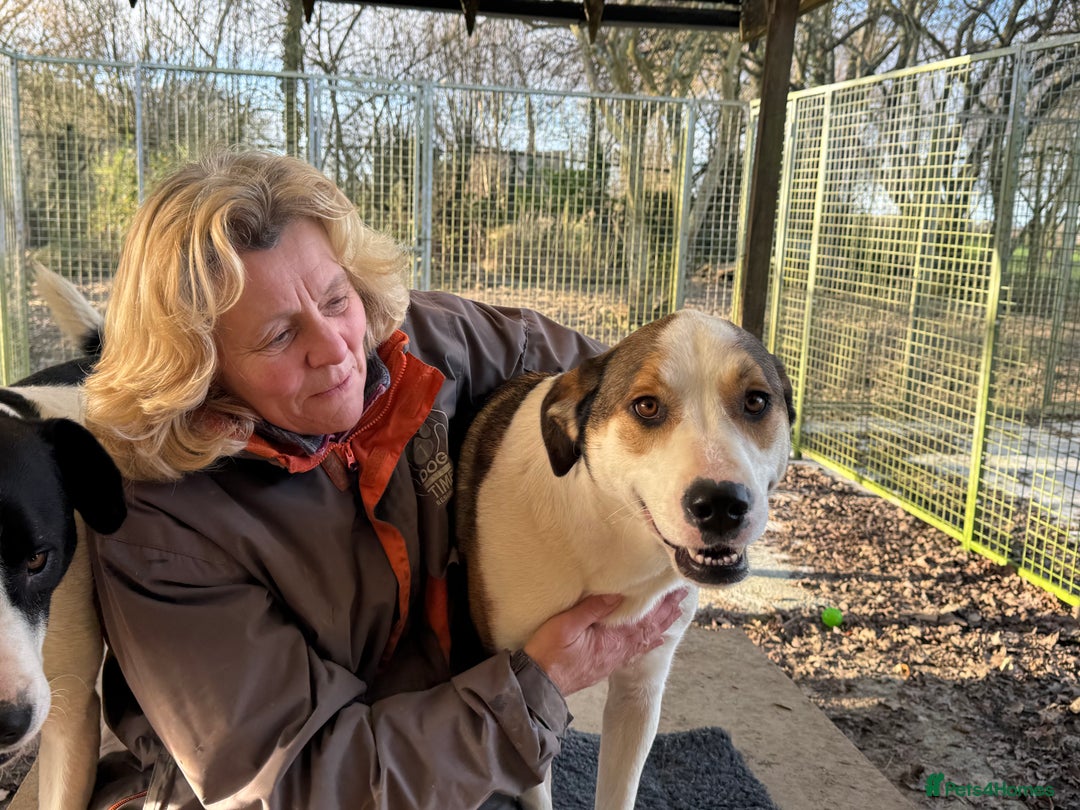 Mixed Breed dogs for adoption: Maya is Looking for a miracle 🩷 - Advert 26