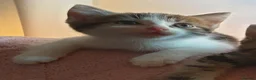 Mixed Breed cats for sale: Beautiful Male Kitten - Advert 11