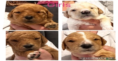 Labradoodle dogs - Advert 6