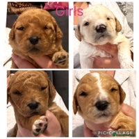 Labradoodle dogs - Advert 2