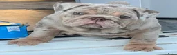 English Bulldog dogs for sale: Lilac & tan merle girl English bulldog ready now - Advert 6